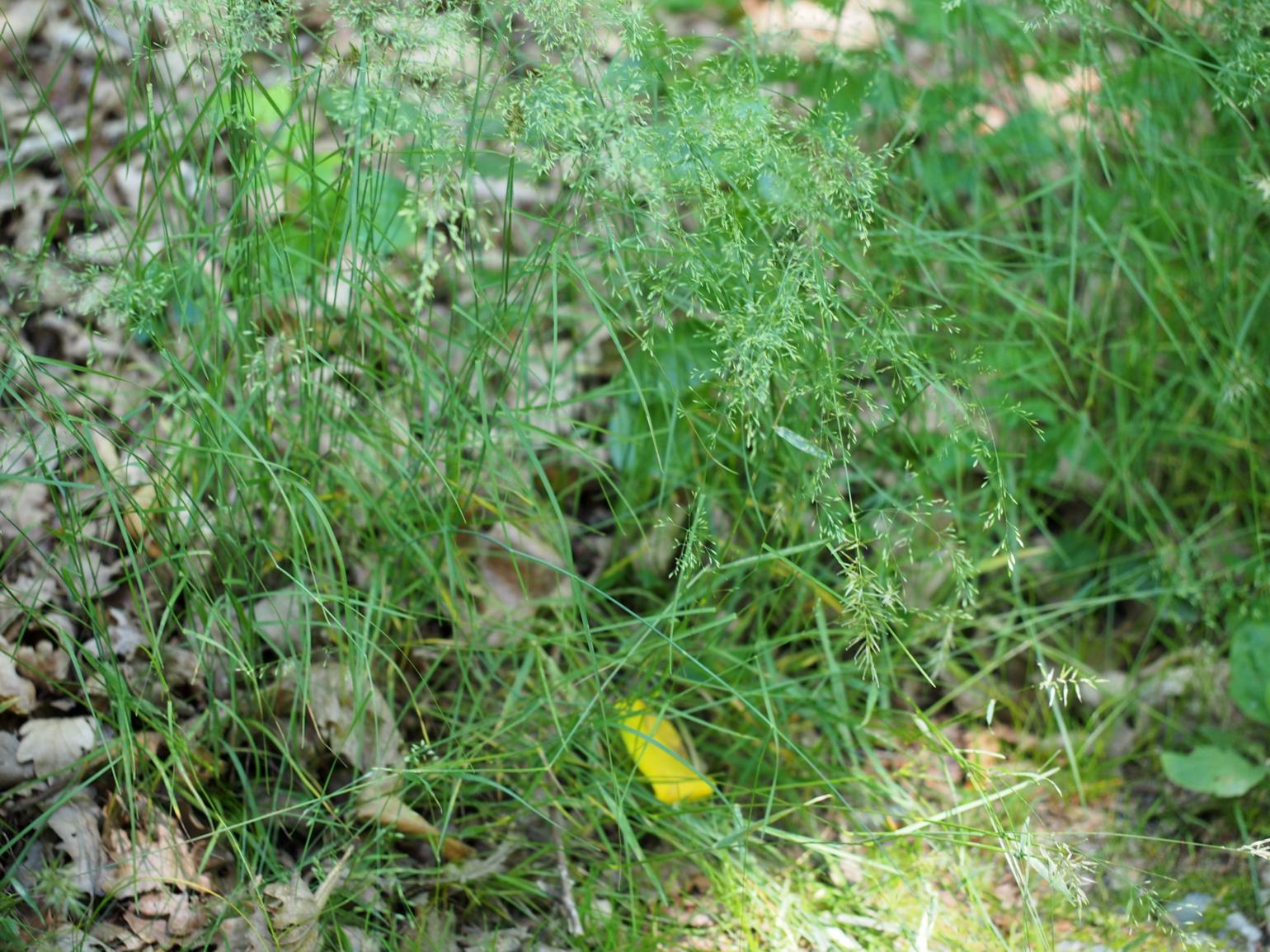 Meadow-grass, Wood